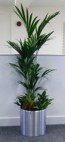 aluminium plant display with kentia palm
