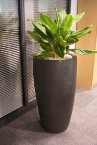 more traditional ceramic plant display